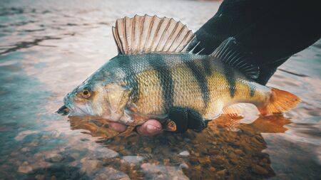 Fishing background. Trophy perchの写真素材