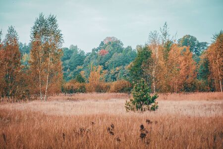 Yellow foliage on the autumn tree.の写真素材