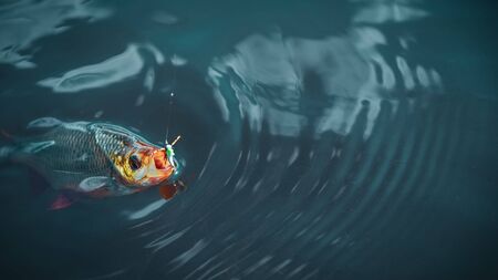 Fish on the hook. A rudd caught in fresh water.の写真素材