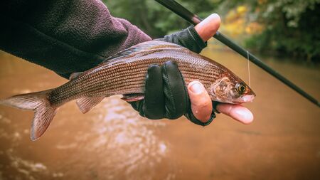 The principle of catch and release. Fishing for grayling.の写真素材