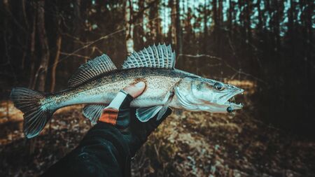 Pike perch in the hand of an angler. Zander fishing.の写真素材