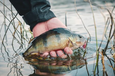 Perch in fisherman hand.の写真素材