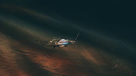 Grayling caught on the fly. Tenkara fishing.の写真素材