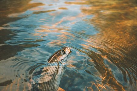 Grayling caught in the flyの写真素材