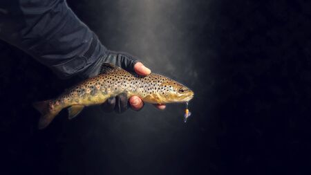 Trout in the hand of a fisherman, close-up on a dark background.の写真素材