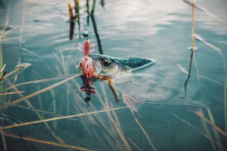 Perch caught on a soft bait.の写真素材