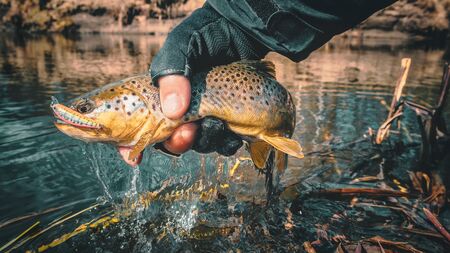 Beautiful trout in the hands of a fisherman.の写真素材