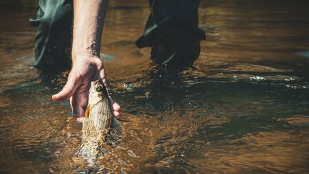 Grayling is caught on a dry fly. Fly Fishing.の写真素材