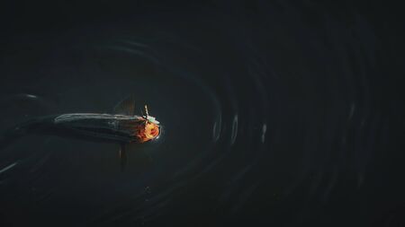 Fish on the hook. A rudd caught in fresh water.の写真素材