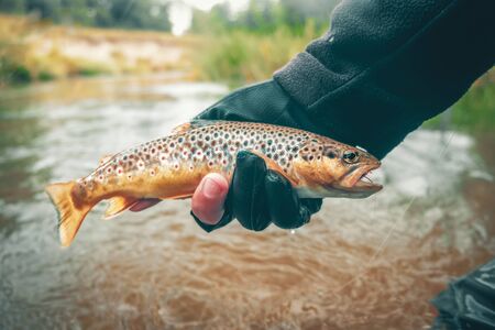 The principle of catch and release. Fishing for troutの写真素材