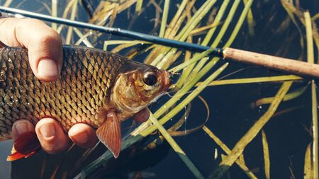 Fish caught by the method of Tenkara. Rudd