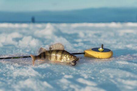 Tackle for ice fishing.の写真素材