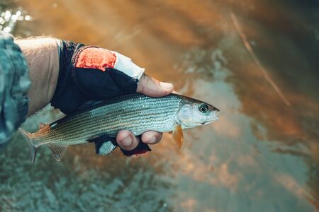 Grayling caught on the fly. Tenkara fishing.の写真素材