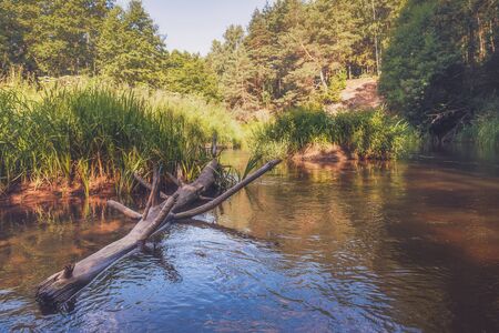Rod tenkara lies on an old dry tree against the background of the creek.の写真素材