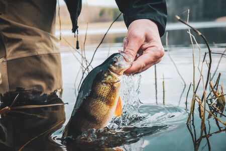 Close-up perch in the hand of a fisherman.の写真素材