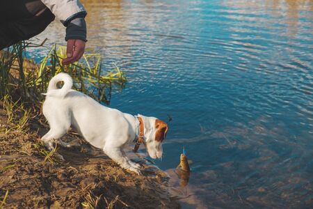 The dog and her master fishing.の写真素材