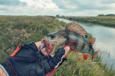 Fisherman caught a perch. Fishing spinning in fresh water.の写真素材