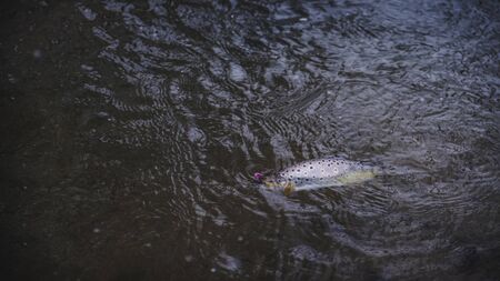 Picturesque trout under water.の写真素材