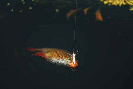 Roach caught on a dry fly. Fly fishing and tenkara.の写真素材