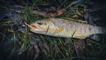 Picturesque trout is caught on a bait.の写真素材