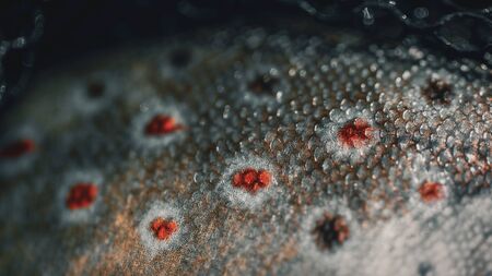 Close-up of brown trout scalesの写真素材