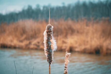 Cattails in the wetlandの写真素材