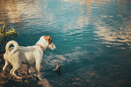 Jack Russell puppy on a fishing trip.の写真素材