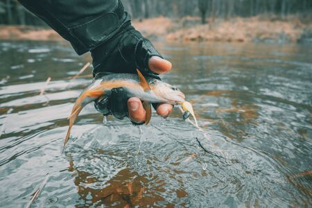Trout in the hand of angler.の写真素材