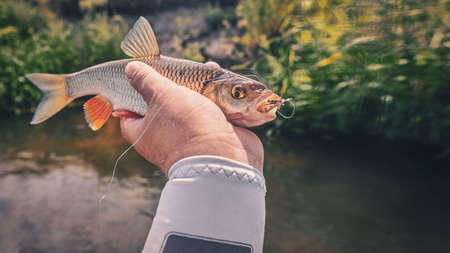 Chub caught by fly fishing. Tenkara.の写真素材
