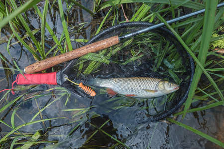 Chub caught by fly fishing. Tenkara.の写真素材