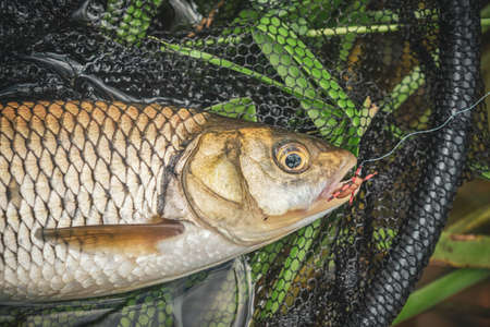 Chub caught by fly fishing. Tenkara.の写真素材