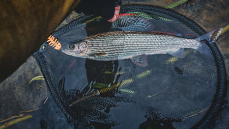 Grayling is caught in the fly. Tenkara.の写真素材