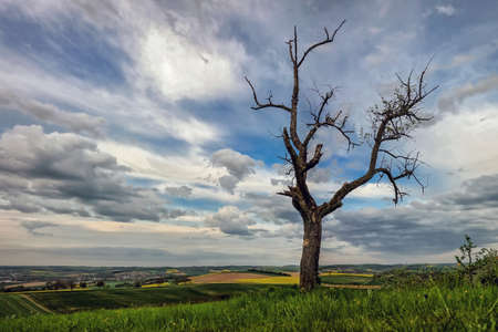 Tree standing in a valley on a background of beautiful clouds. Stitched panoramaの写真素材