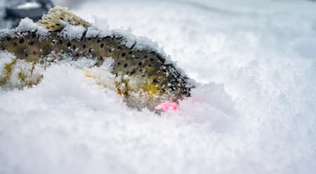 Wild Brown Trout caught in winter.の写真素材