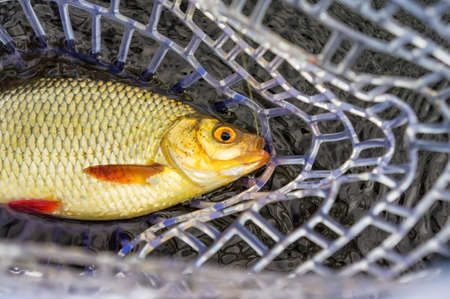 Rudd caught fly fishing.の写真素材