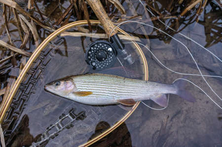 Grayling caught on the fly. Fly fishing.の写真素材