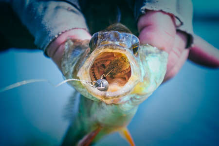 Perch caught on soft baitの写真素材