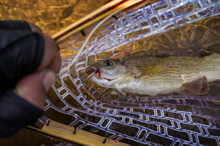 Fly catch. Grayling.の写真素材