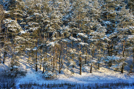 Snow-covered pine forest.の写真素材