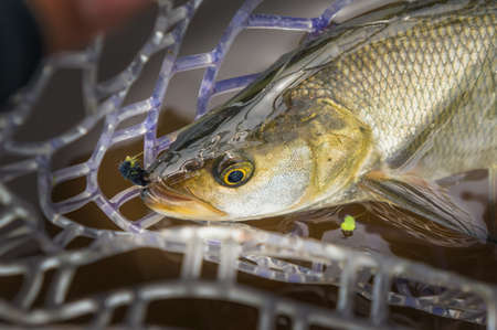 Asp caught fly fishing.の写真素材