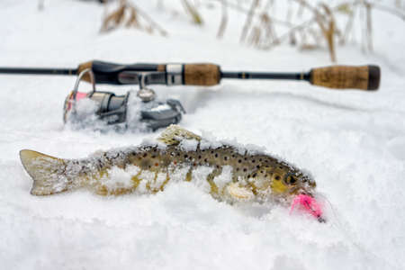 Wild Brown Trout caught in winter.の写真素材