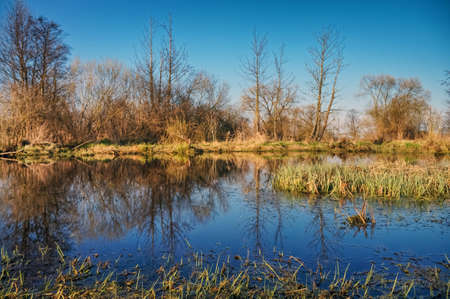 Marsh grass and trees on a blue water background.の写真素材