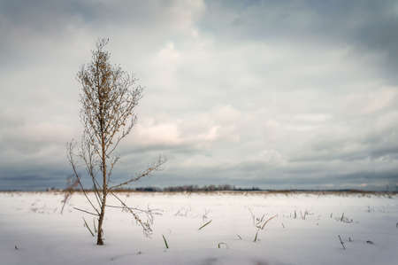 Dried bush on a background of snow-covered field.の写真素材