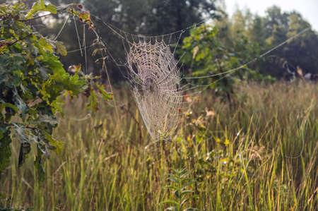 Web in dewの写真素材