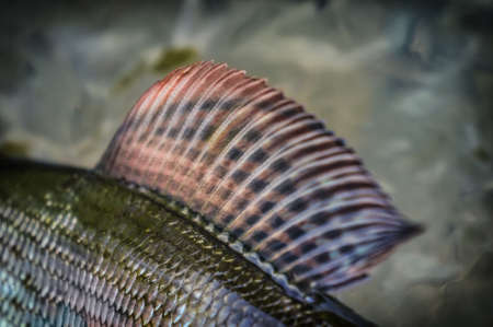 Fish fin. Grayling.の写真素材