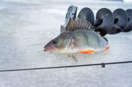 Perch caught on spoon fishing on ice.の写真素材