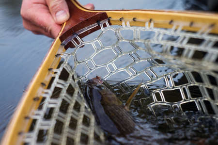 Fish in the net. Fly fishing.