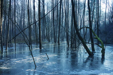 Frozen swamp in the fog.