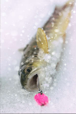 Trout caught lure winter.