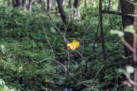 Single maple leaf. Autumn.